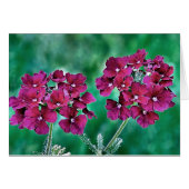 Verbena (Front Horizontal)