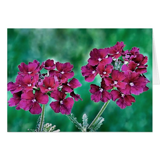 Verbena (Front Horizontal)
