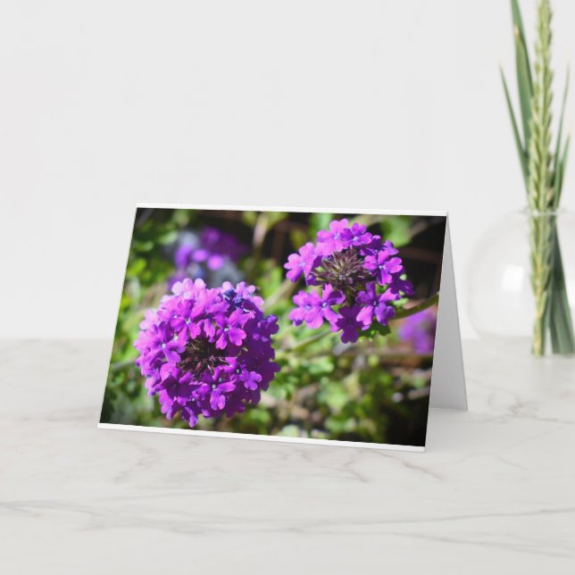 Verbena, Card (Front)