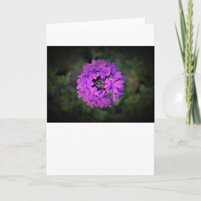 Verbena, card (Front)