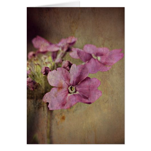 Verbena Delicate Pink Floral. Cards (Front)