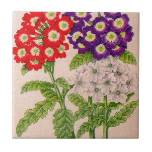 verbena flowers in red and purple tile