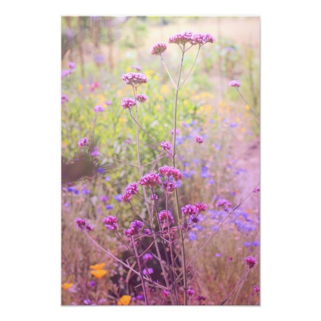 Verbena Photo Enlargement (Front)