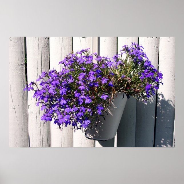 Verbena Plant Poster (Front)
