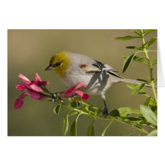 Verdin Cards (Front Horizontal)