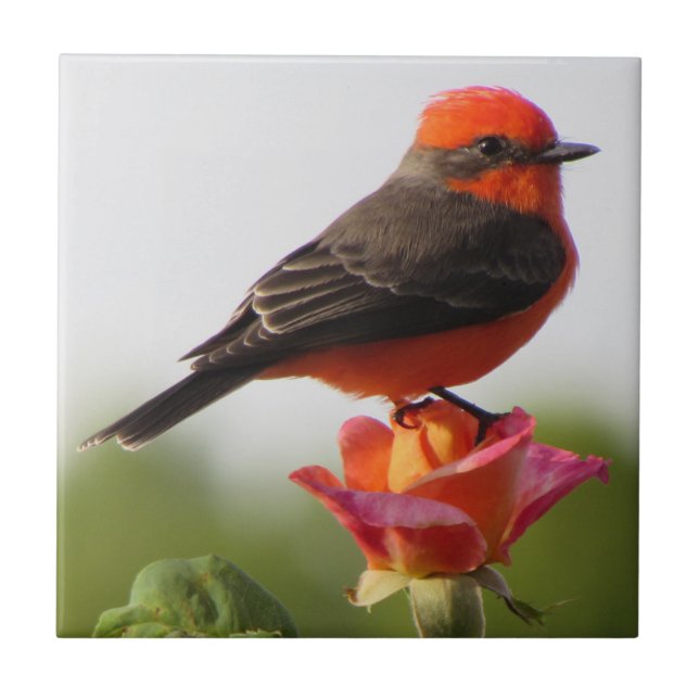 Vermilion Flycatcher on Rose Ceramic Tile (Front)