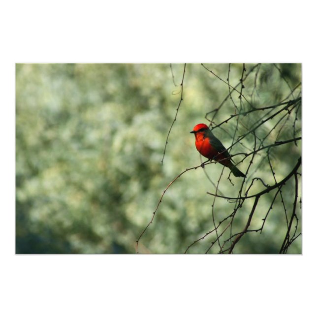 Vermilion Flycatcher Photo Print (Front)