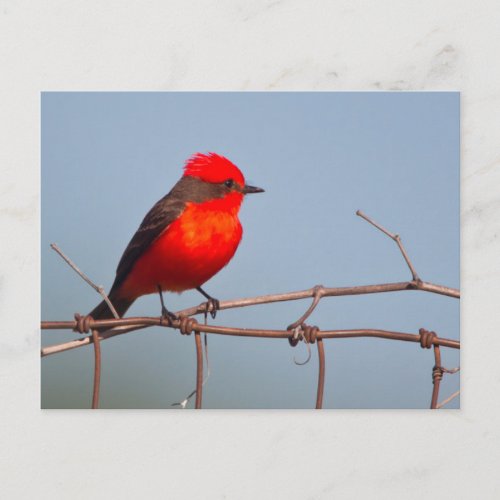 Vermilion Flycatcher Pyrocephalus Rubinus Postcard