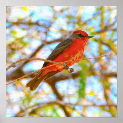 Vermilion Flycatcher red bird wildlife  Poster