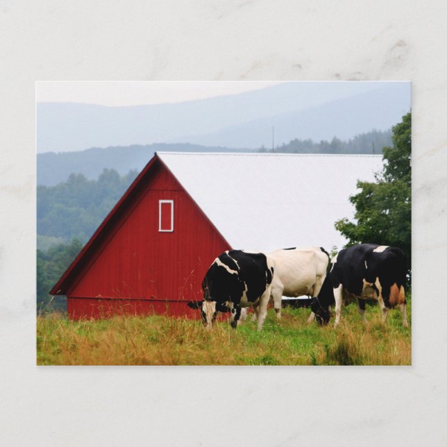 Vermont Cow Farm Postcard (Front)