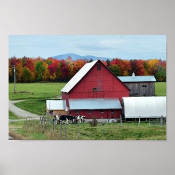 Vermont Dairy Cows At The Barn Poster by catherinesherman at Zazzle