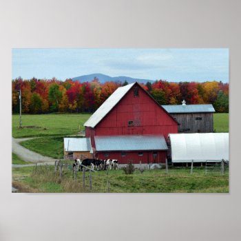 Vermont Dairy Cows At The Barn Poster by catherinesherman at Zazzle