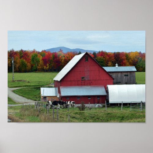 Vermont Dairy Cows at the Barn Poster