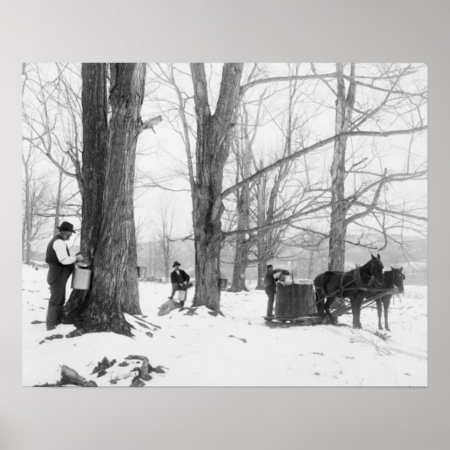 Vermont Maple Sugar Camp, 1906. Vintage Photo Poster (Front)