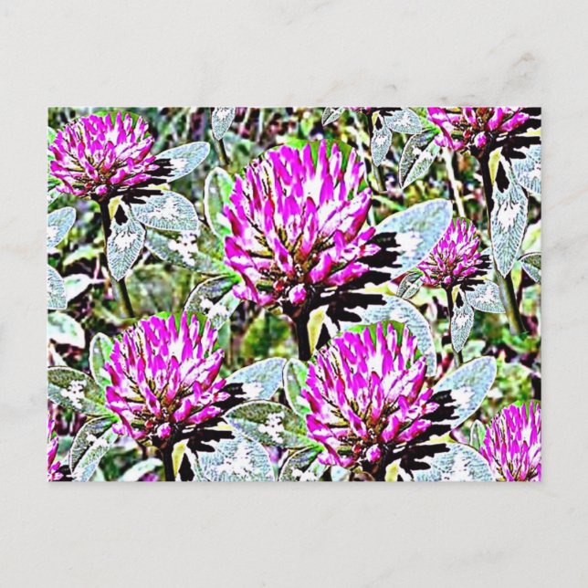 Vermont Red Clover Postcard (Front)