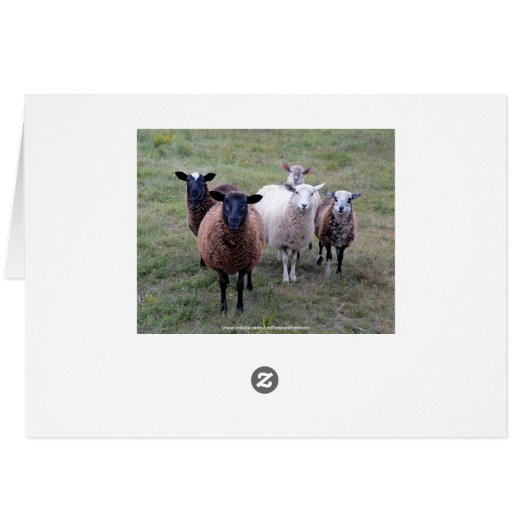 Vermont Sheep in Autumn (Back Horizontal)