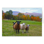 Vermont Sheep in Autumn (Front Horizontal)
