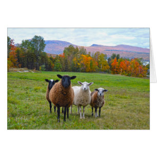 Vermont Sheep in Autumn