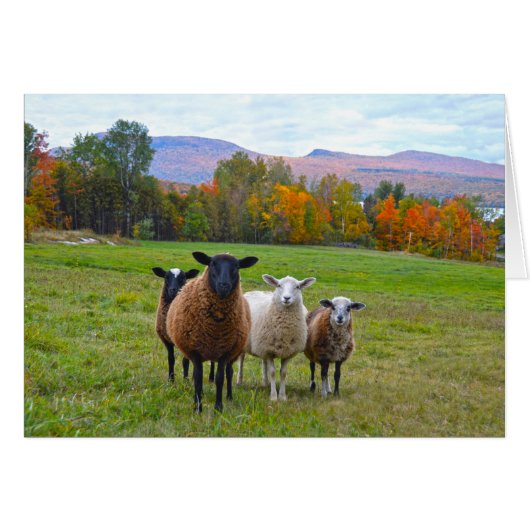 Vermont Sheep in Autumn (Front Horizontal)
