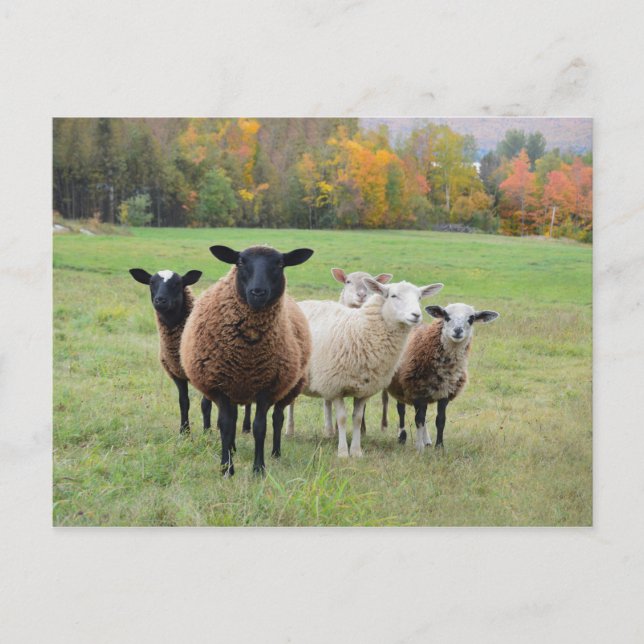 Vermont Sheep in Autumn Postcard (Front)