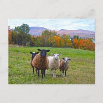 Vermont Sheep In Autumn Postcard by catherinesherman at Zazzle