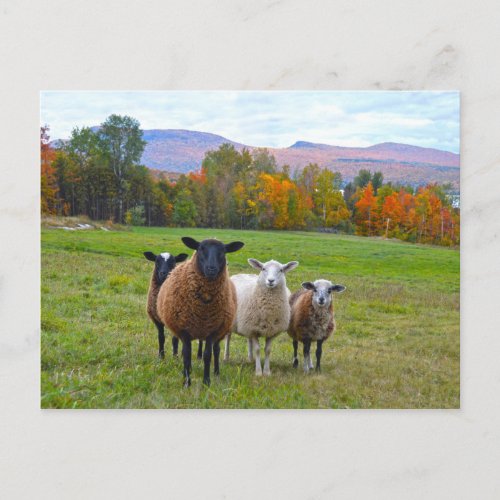 Vermont Sheep in Autumn Postcard