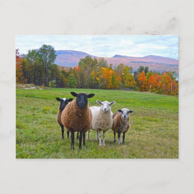 Vermont Sheep in Autumn Postcard (Front)