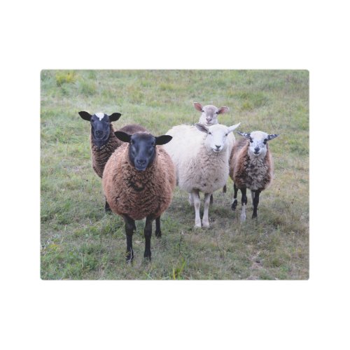 Vermont Sheep Welcoming Committee Poster