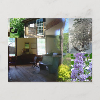 Vermont Spring Beauty Postcard