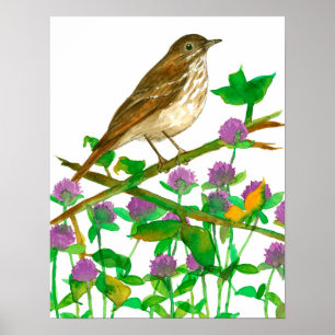 Vermont State Bird Hermit Thrush Clover Poster