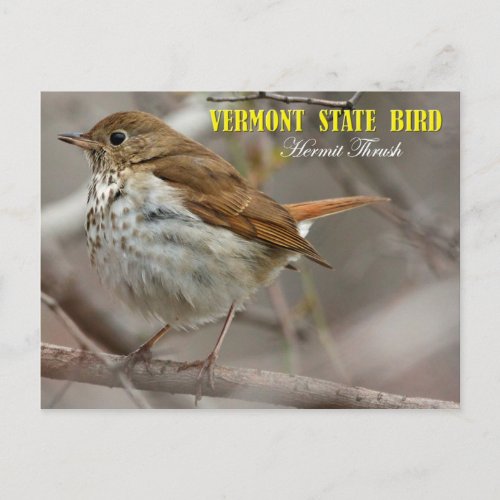 Vermont State Bird Hermit Thrush Postcard