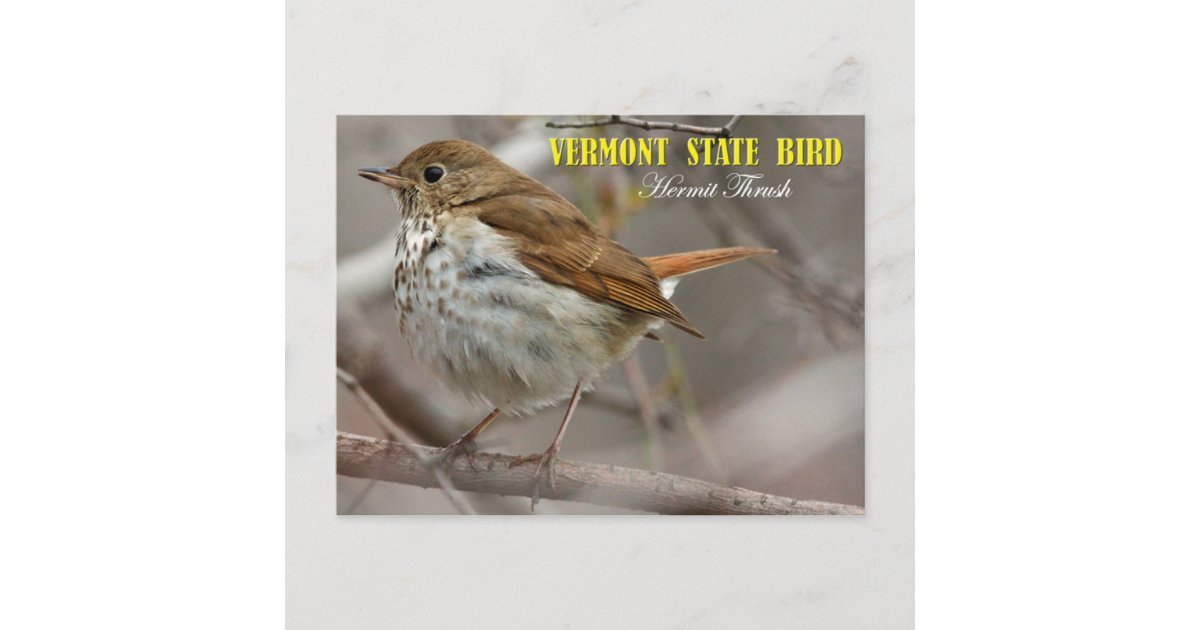 vermont hermit thrush