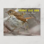 Vermont State Bird: Hermit Thrush Postcard