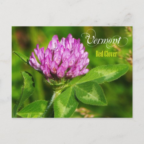 Vermont State Flower Red Clover Postcard