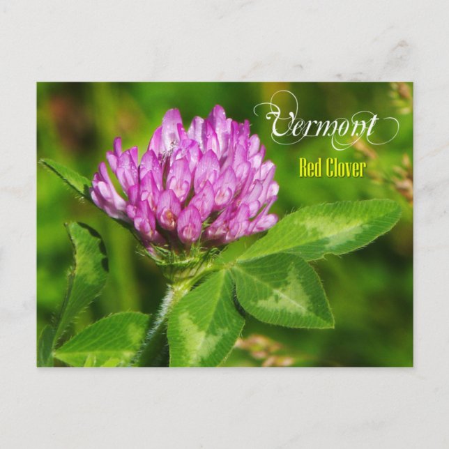 Vermont State Flower: Red Clover Postcard (Front)