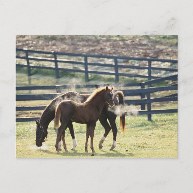 Vermont, USA Postcard (Front)