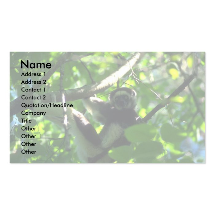 Verreaux Sifaka male in tree Business Cards