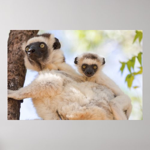 Verreauxs Sifaka with Baby Poster