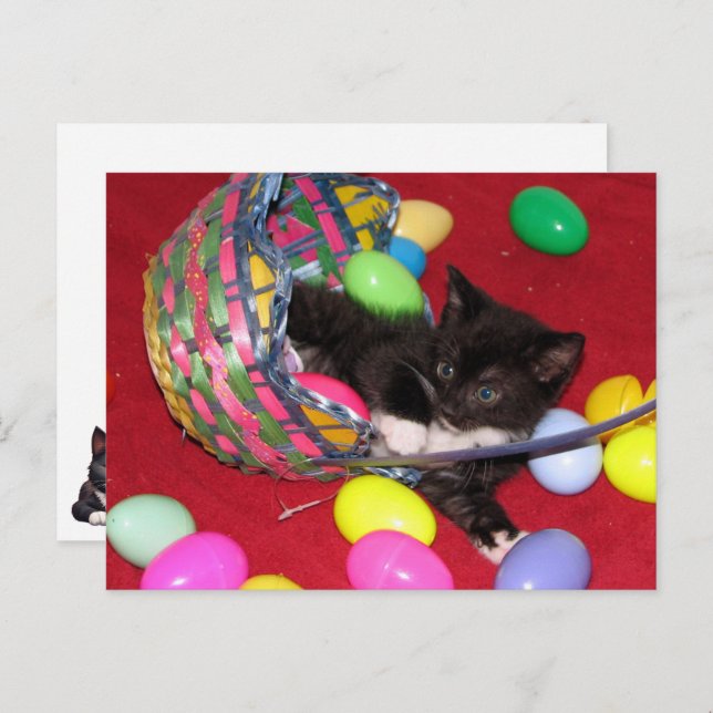 Versace's Easter Wishes Cat /Kitten Holiday Postcard (Front/Back)