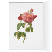 Versailles Marie Antoinette Garden Roses (Inside (Left))