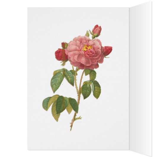 Versailles Marie Antoinette Garden Roses (Inside (Left))