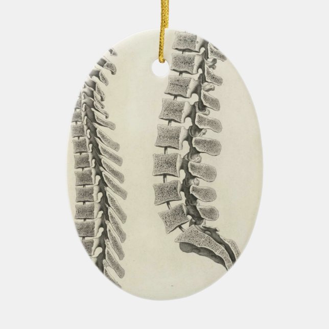 Vertebrae Drawing Ceramic Ornament (Front)