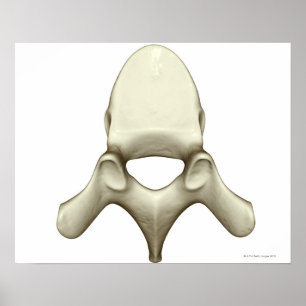Vertebrae Poster