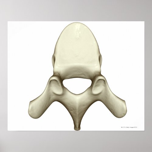 Vertebrae Poster