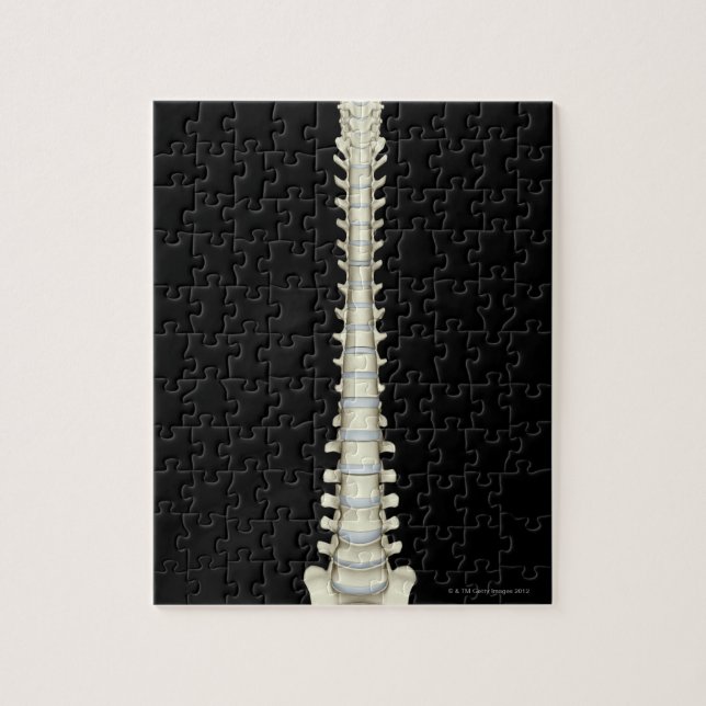 Vertebral Column 2 Jigsaw Puzzle (Vertical)