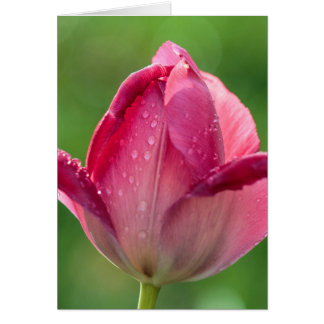 Vertical shot of a pink tulip with dew cards