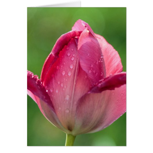 Vertical shot of a pink tulip with dew cards (Front)