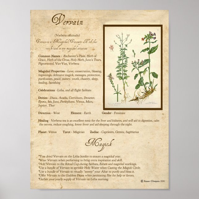 VERVAIN MAGICK HERB POSTER (Front)