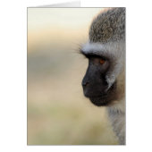 Vervet Monkey (Front)