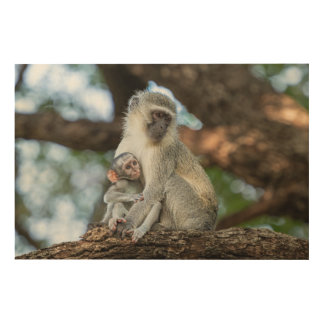 Vervet Monkey African Portrait Wood Wall Art